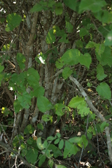 Croton niveus