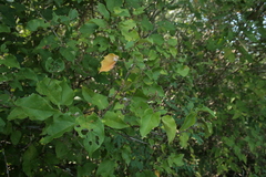 Croton niveus