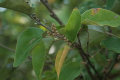 Croton niveus