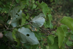 Croton niveus