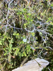 Epacris serpyllifolia