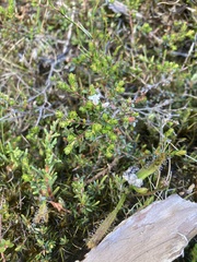 Epacris serpyllifolia