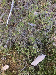 Epacris serpyllifolia