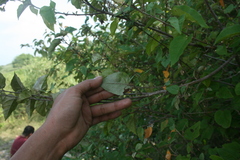 Croton niveus