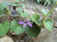 Viola grypoceras