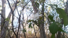 Cynophalla verrucosa