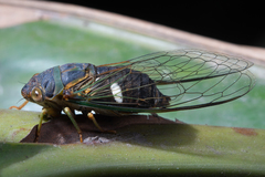 Chremistica maculata