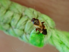 Ausejanus albisignatus