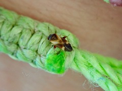 Ausejanus albisignatus