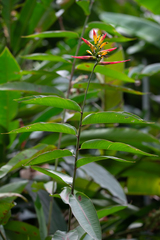 Heliconia hirsuta