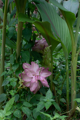 Curcuma phaeocaulis