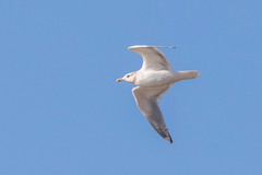 Larus glaucoides