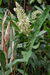 Alpinia galanga