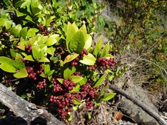Gaultheria insana