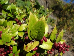 Gaultheria insana