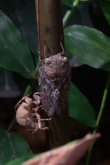 Platypleura kaempferi