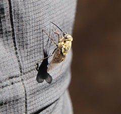 Fidena