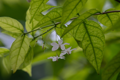 Wrightia religiosa
