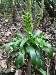 Tillandsia heliconioides