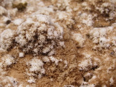 Montipora patula