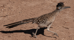 Geococcyx californianus