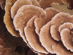 Montipora capitata