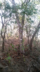 Cynophalla verrucosa