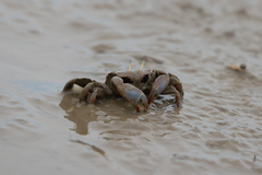 Macrophthalmus definitus