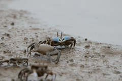 Macrophthalmus tomentosus