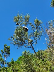 Widdringtonia nodiflora
