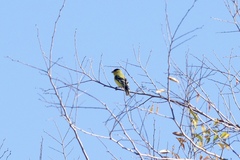 Spinus psaltria