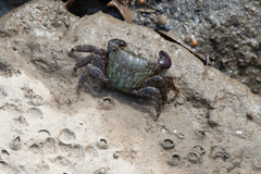 Metopograpsus quadridentatus