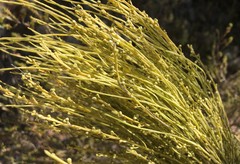 Choretrum glomeratum