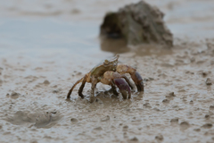 Metopograpsus quadridentatus