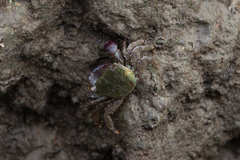 Metopograpsus quadridentatus