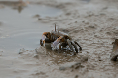 Macrophthalmus tomentosus