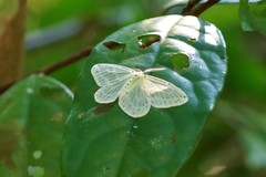 Genusa