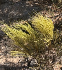 Choretrum glomeratum