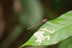 Ceriagrion olivaceum