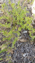 Galium porrigens porrigens