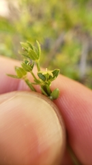 Galium porrigens porrigens