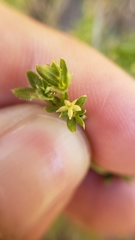 Galium porrigens porrigens