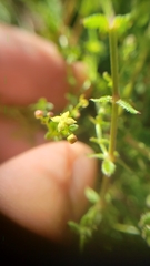 Galium porrigens porrigens