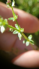 Galium porrigens porrigens