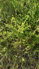 Galium porrigens porrigens
