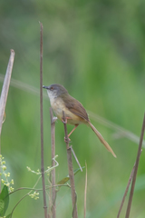 Prinia inornata