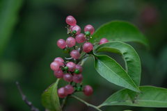 Glycosmis parviflora