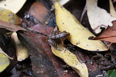 Limnonectes lauhachindai