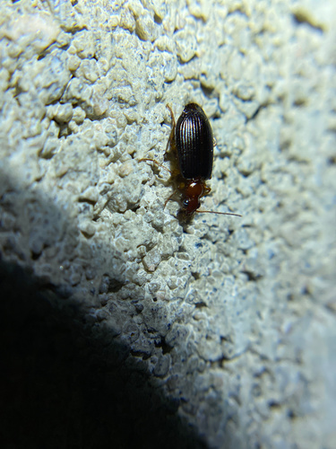 iNaturalist observation photo of Colorful Foliage Ground Beetles