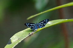 Simiskina phalia